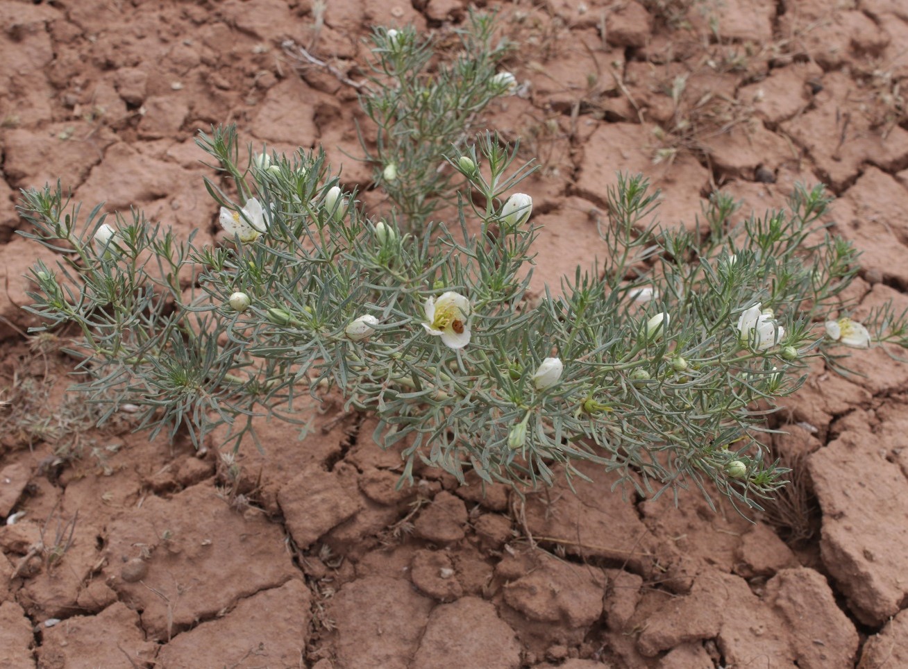 Image of Peganum harmala specimen.