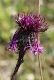 Centaurea scabiosa. Соцветие с клопом. Ленинградская обл., Волосовский р-н, окр. дер. Донцо, замшелый суходольный злаково-разнотравный луг на карбонатной почве. 22.06.2024.