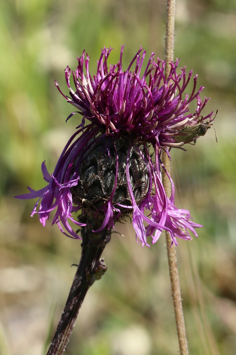 Image of Centaurea scabiosa specimen.