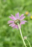 Pyrethrum coccineum