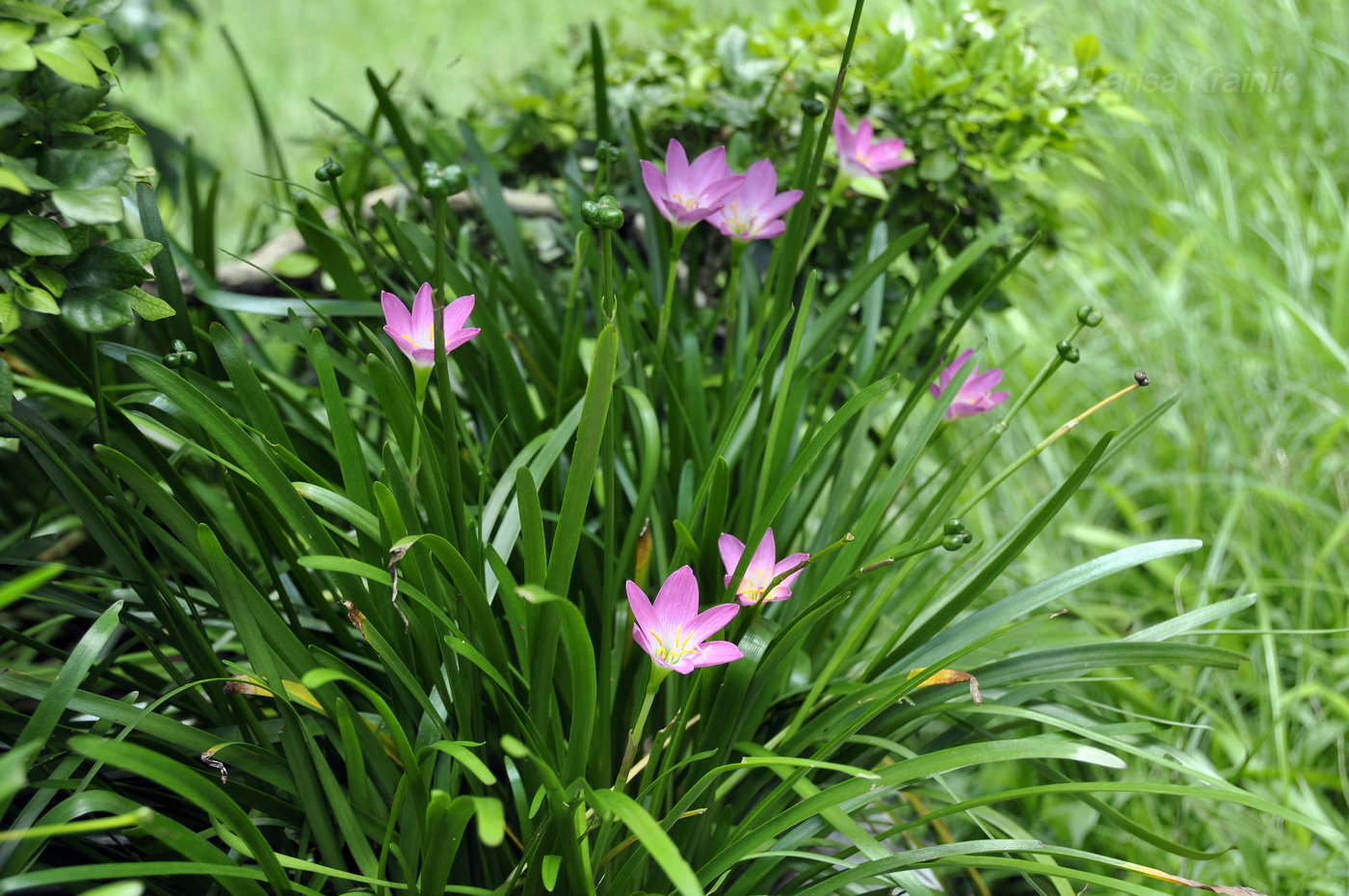 Изображение особи род Zephyranthes.