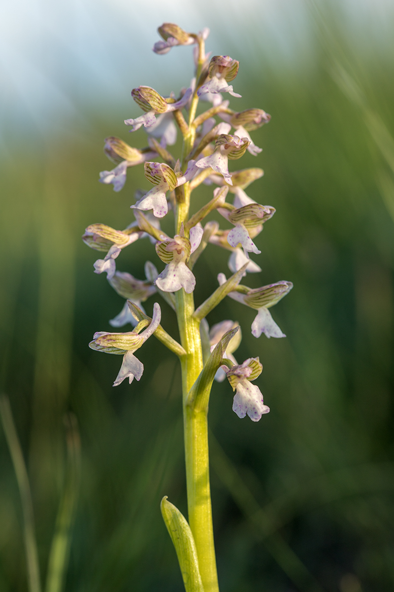 Изображение особи Anacamptis morio ssp. caucasica.