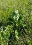 род Verbascum. Вегетирующее растение. Оренбургская обл., Саракташский р-н, Жёлтинский сельсовет, окр. Кандуровского карьера, степь. 28 мая 2024 г.