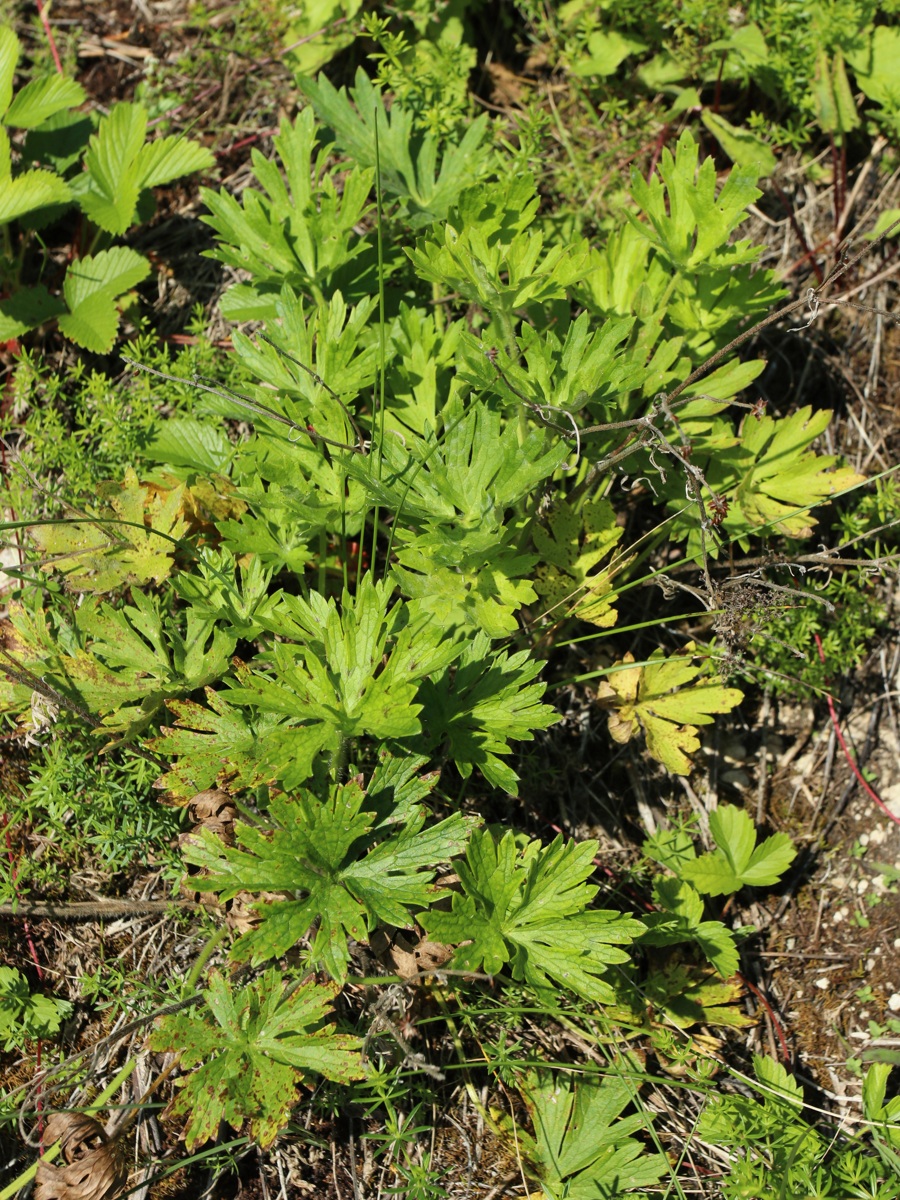 Image of Anemone sylvestris specimen.