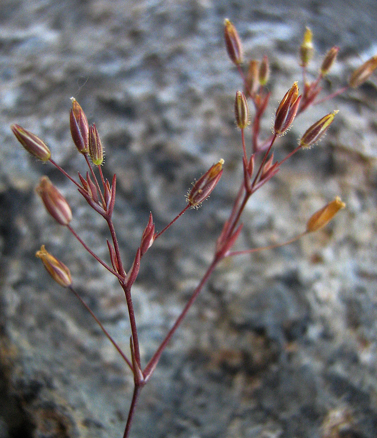 Image of Minuartia pseudohybrida specimen.