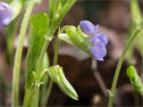 Смотреть изображение Viola mirabilis