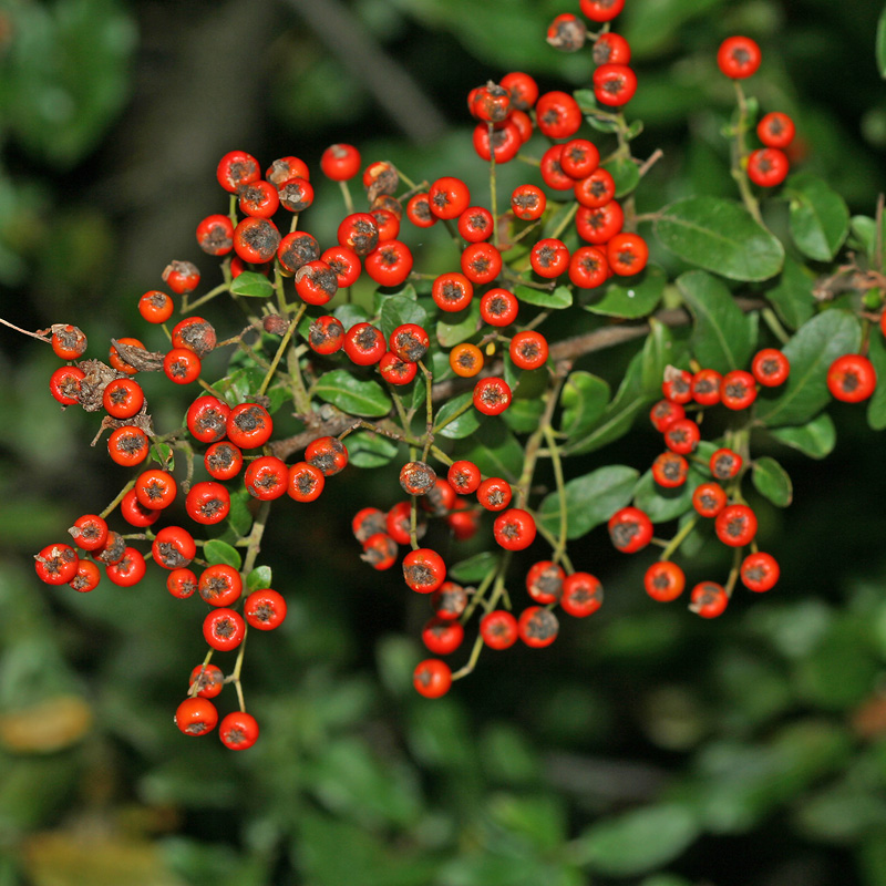 Image of Pyracantha coccinea specimen.