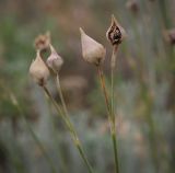 Смотреть изображение род Dianthus