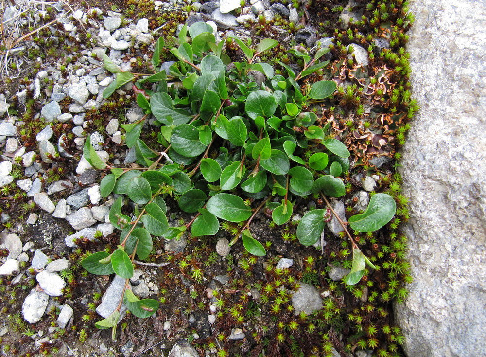 Image of Salix nummularia specimen.