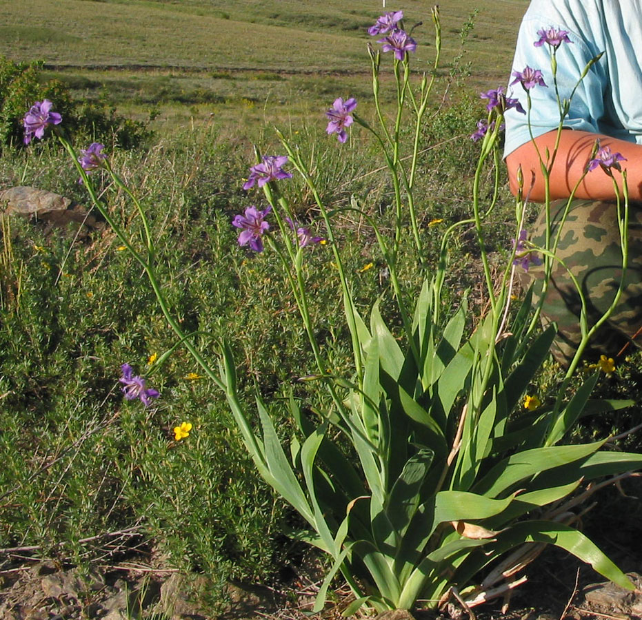 Image of Pardanthopsis dichotoma specimen.