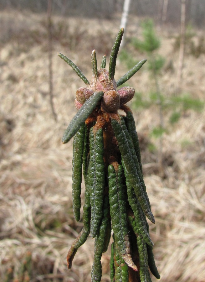 Image of Ledum palustre specimen.