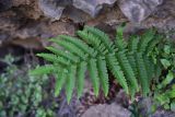 View full-size image genus Dryopteris