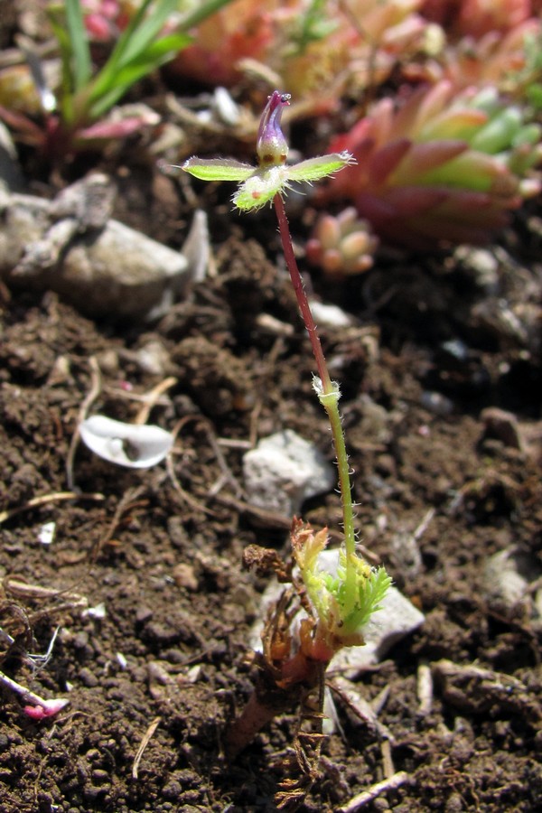 Изображение особи Erodium cicutarium.