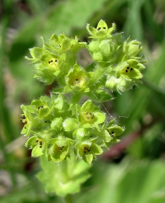 Image of genus Alchemilla specimen.