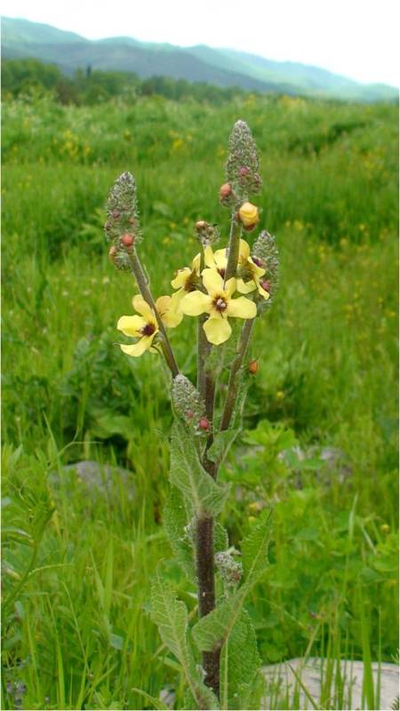 Изображение особи род Verbascum.