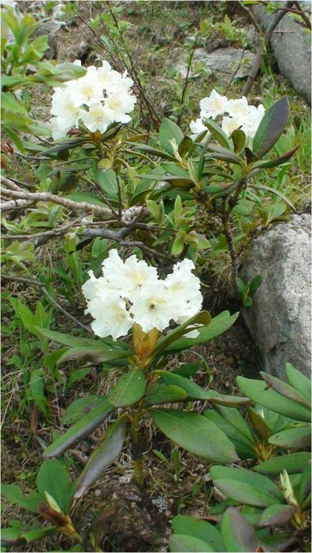 Image of Rhododendron caucasicum specimen.