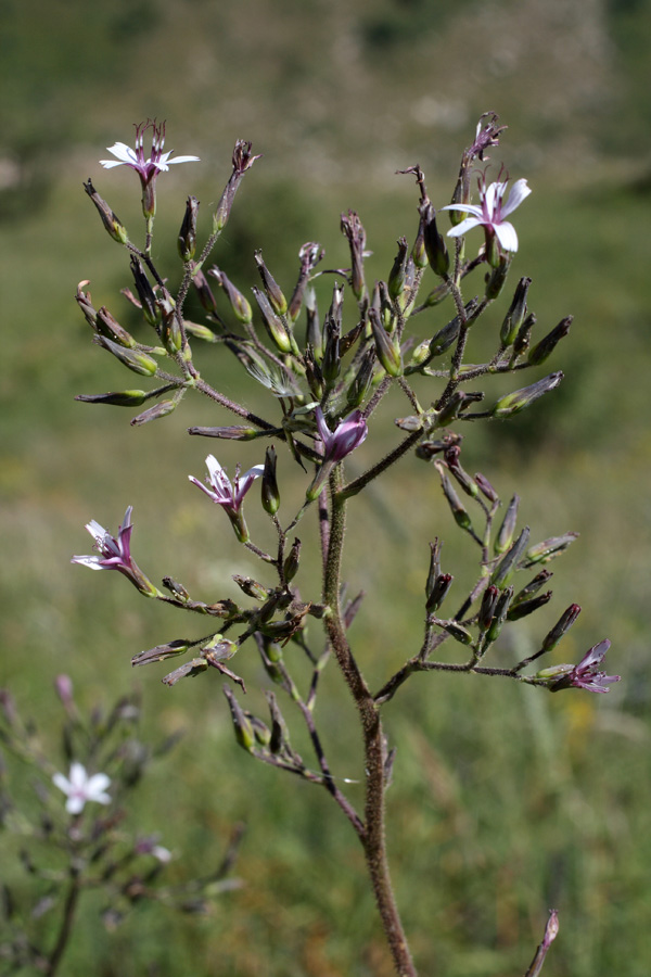 Image of Cicerbita rosea specimen.