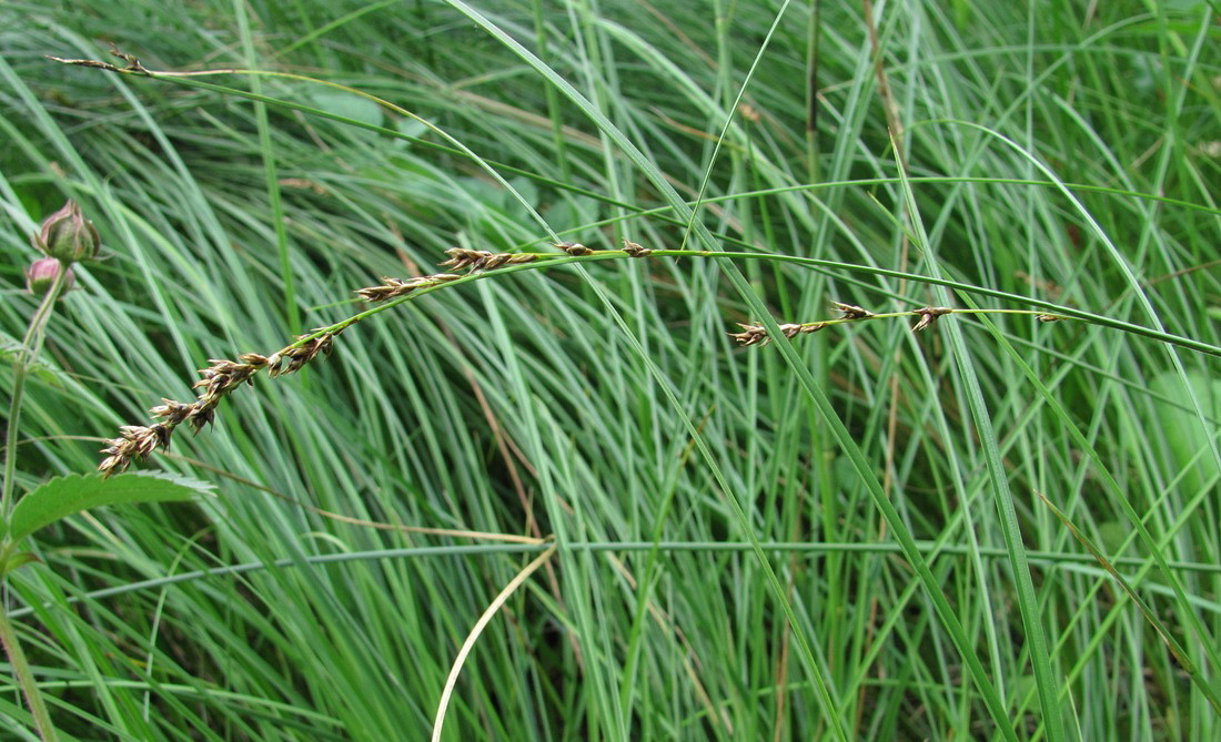 Image of Carex appropinquata specimen.