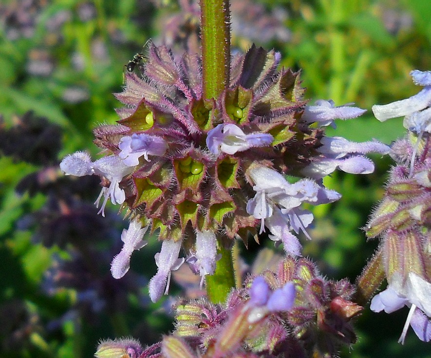 Image of Salvia verticillata specimen.