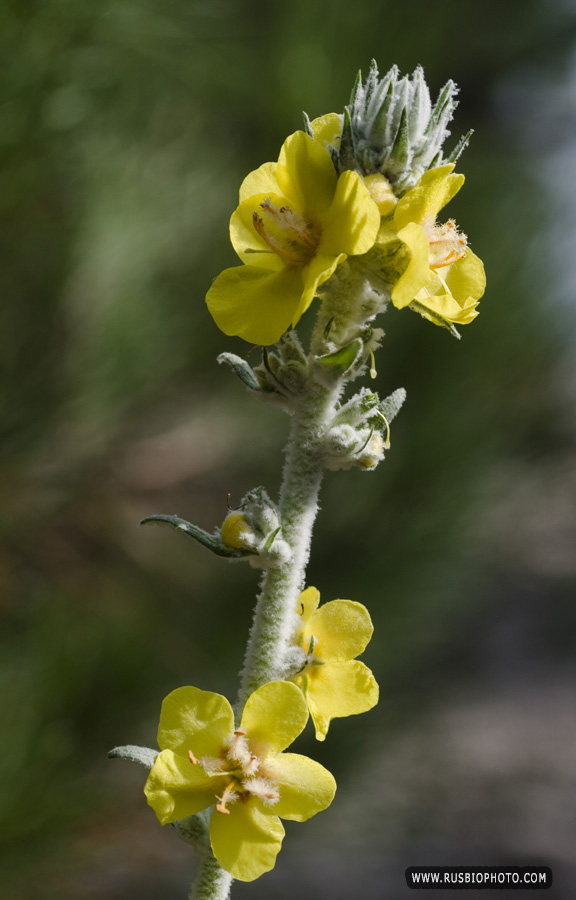 Image of Verbascum gnaphalodes specimen.