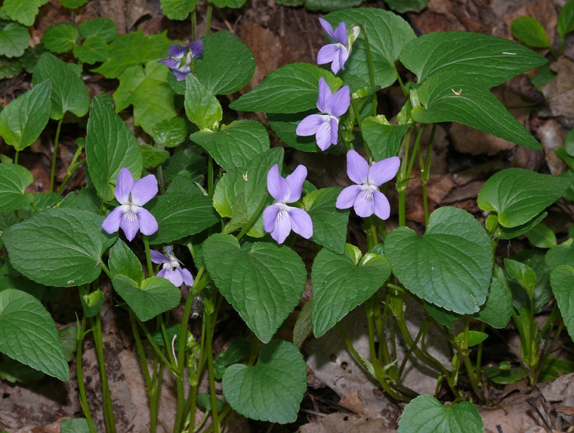 Image of Viola canina specimen.