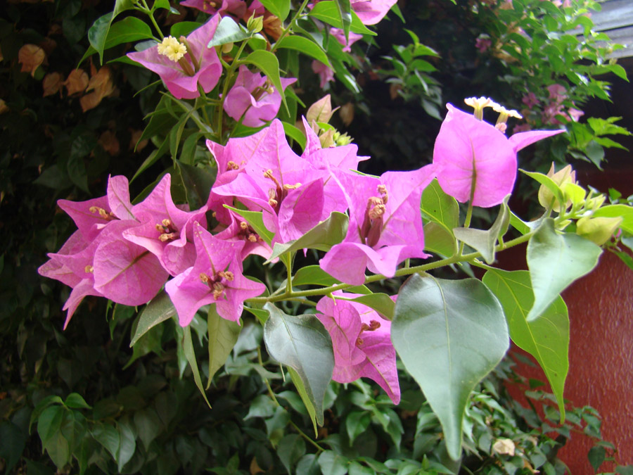 Image of genus Bougainvillea specimen.