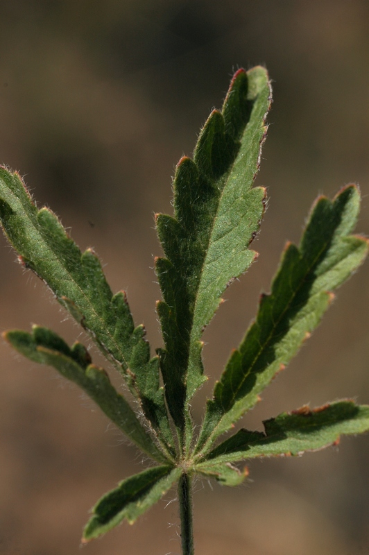 Image of Potentilla humifusa specimen.