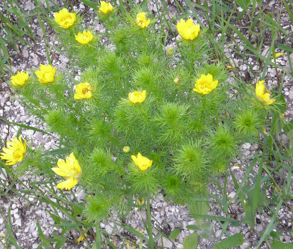 Image of Adonis vernalis specimen.