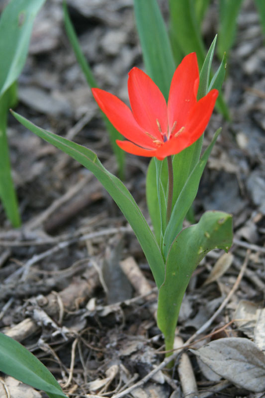 Image of Tulipa praestans specimen.