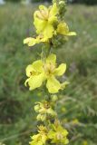 Verbascum lychnitis. Часть соцветия. Ростовская обл., Октябрьский р-н, окр. пос. Кадамовский. 03.07.2011.