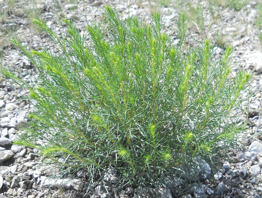 Image of Artemisia salsoloides specimen.