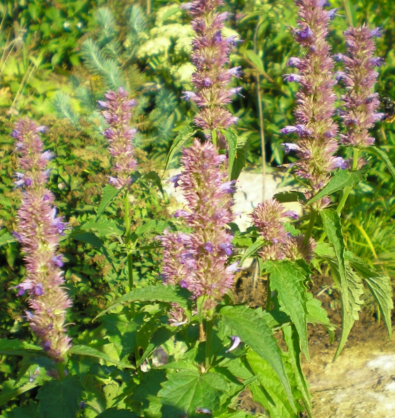 Изображение особи Agastache rugosa.