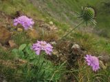 Scabiosa opaca. Верхушка цветущего и плодоносящего растения. Украина, Закарпатская обл., Раховский р.н, 1800 м н.у.м., на каменистом склоне (locus classicus). 27 августа 2008 г.