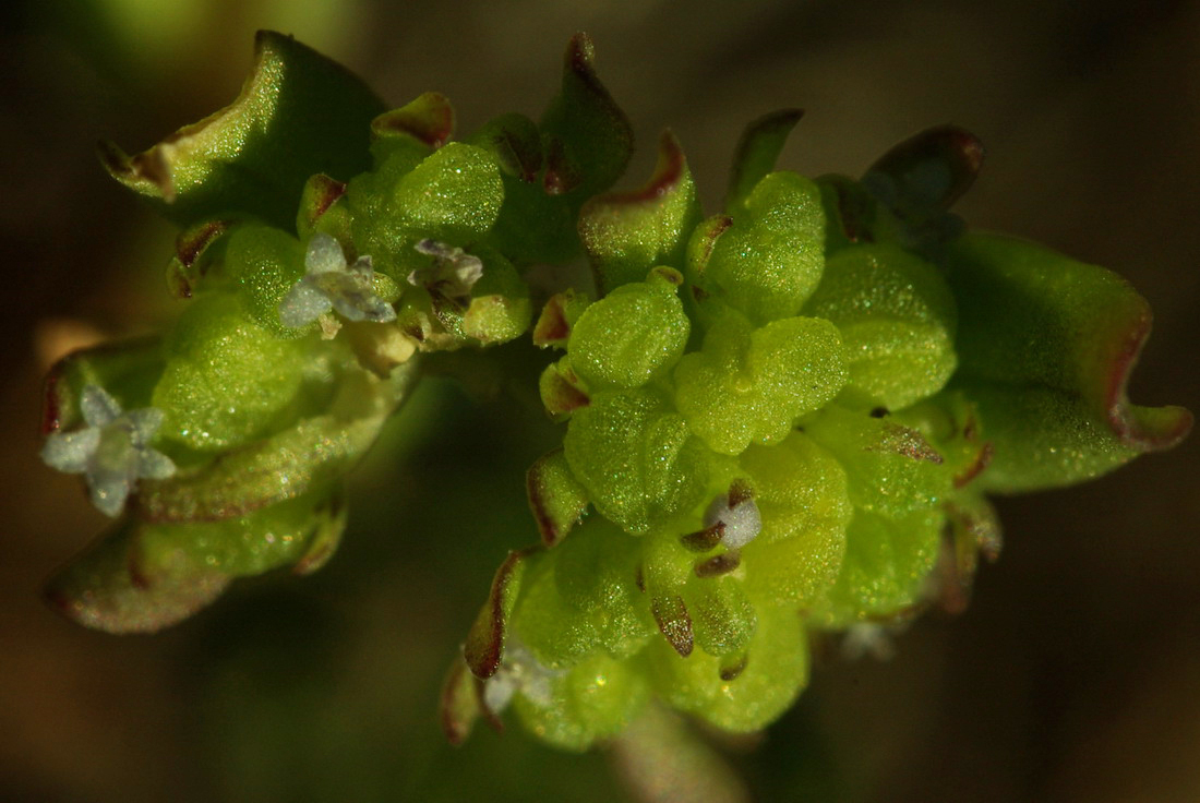 Image of Valerianella costata specimen.