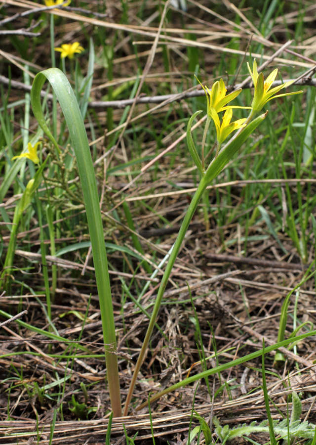 Image of Gagea calyptrifolia specimen.