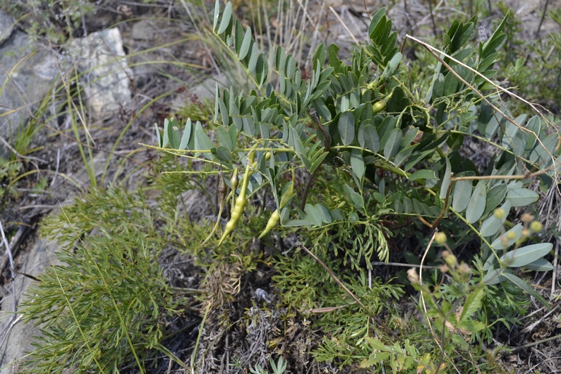 Image of Sophora flavescens specimen.