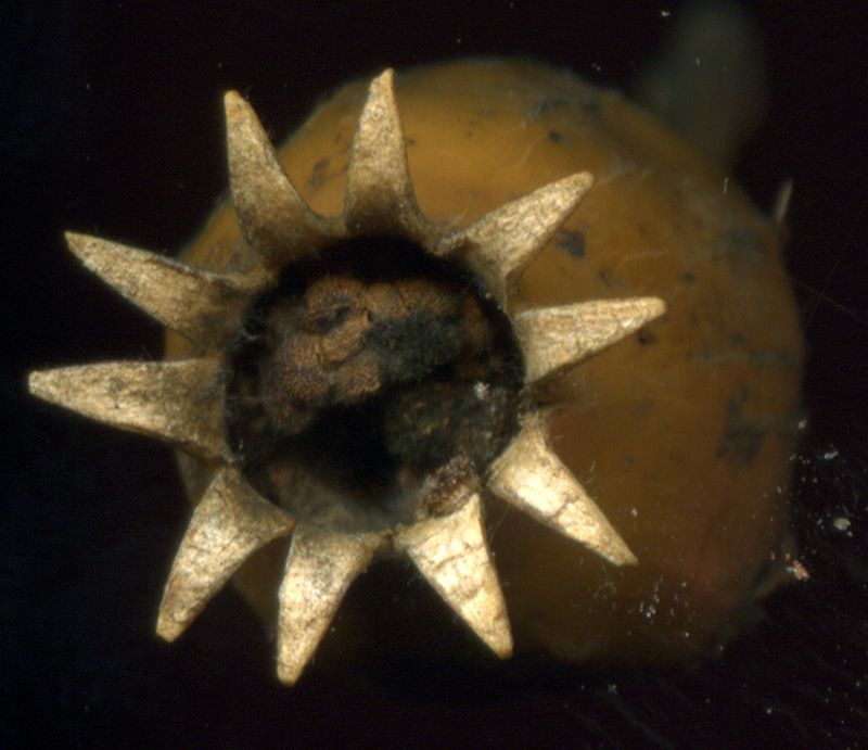 Image of Melandrium album specimen.