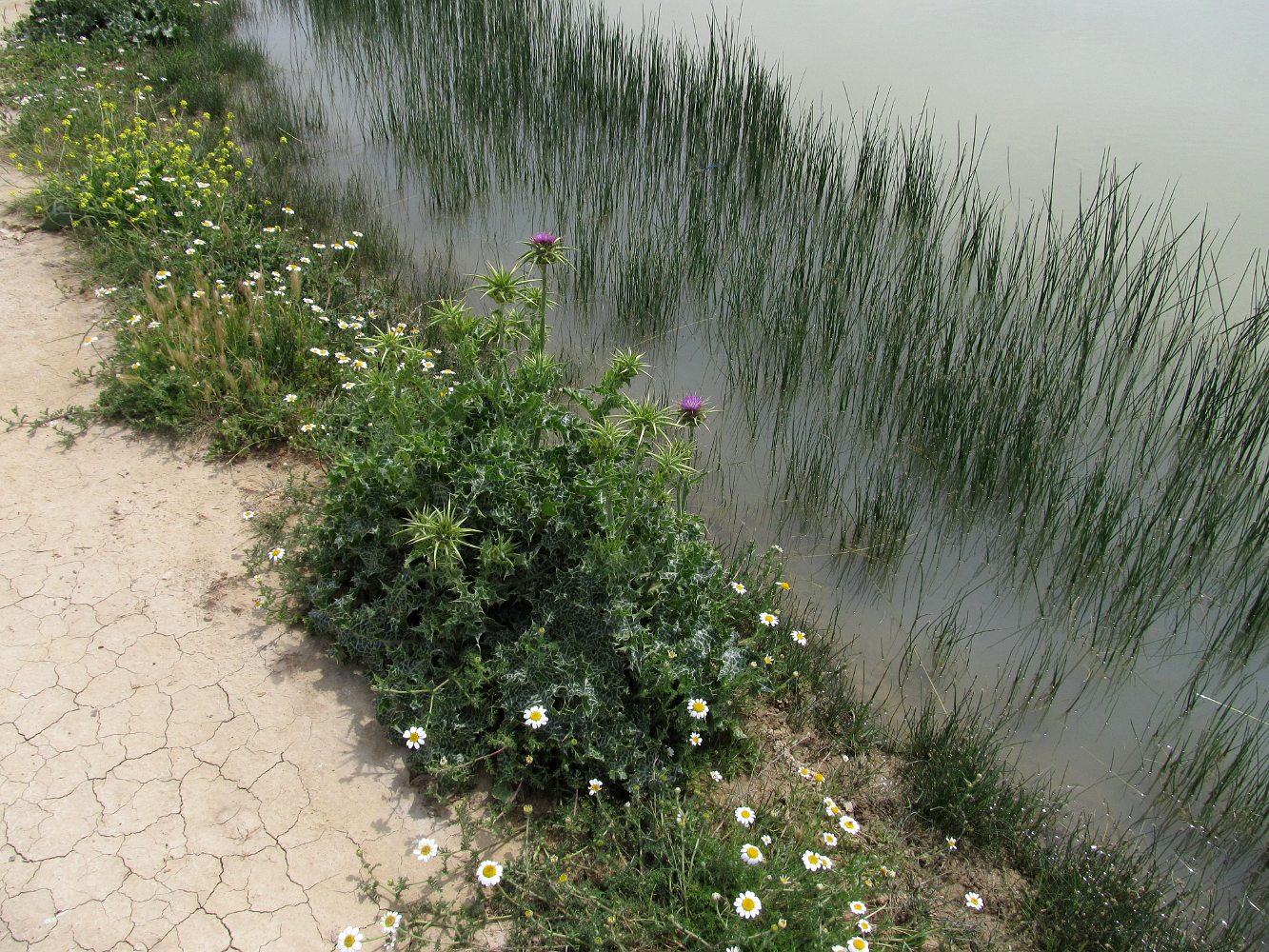 Image of Silybum marianum specimen.