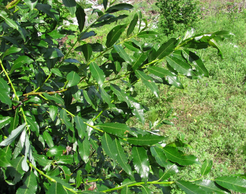 Image of Salix phylicifolia specimen.