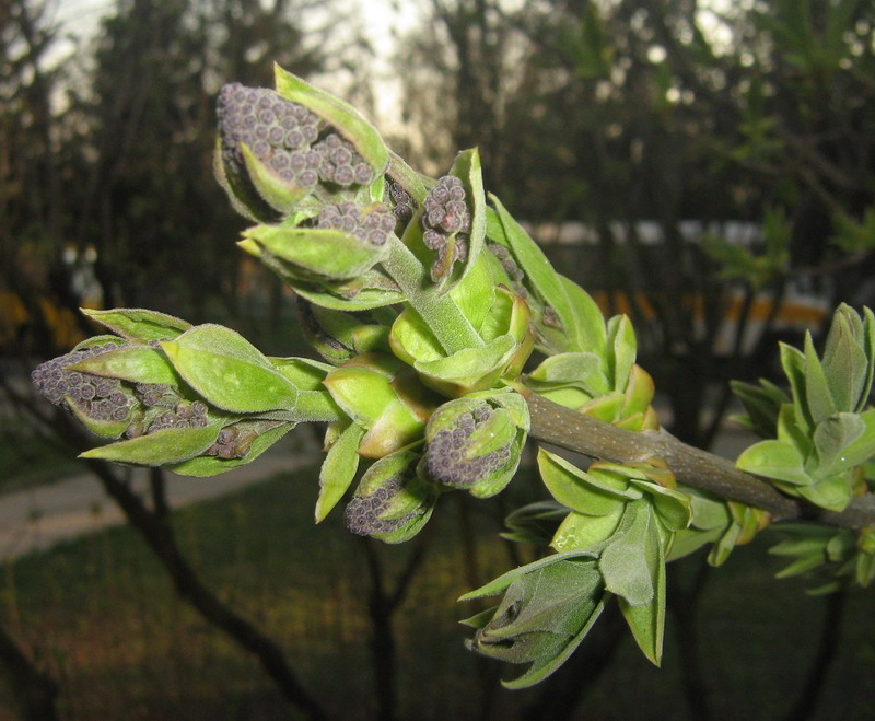 Image of Syringa vulgaris specimen.