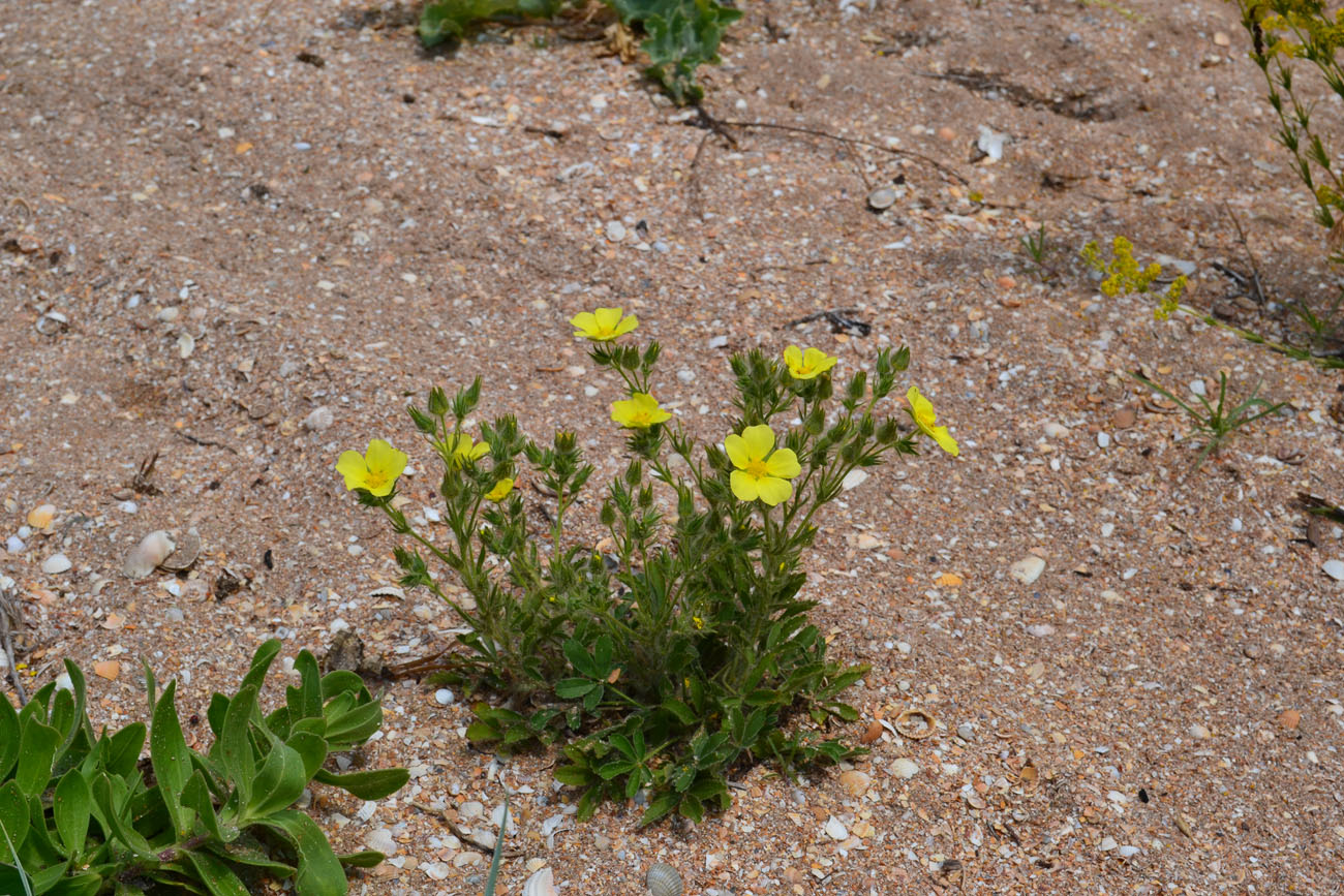 Image of Potentilla taurica specimen.