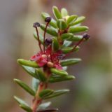Empetrum hermaphroditum. Цветок (сильно увеличено, диаметр венчика - около 3 мм). Окрестности Мурманска, начало июня.