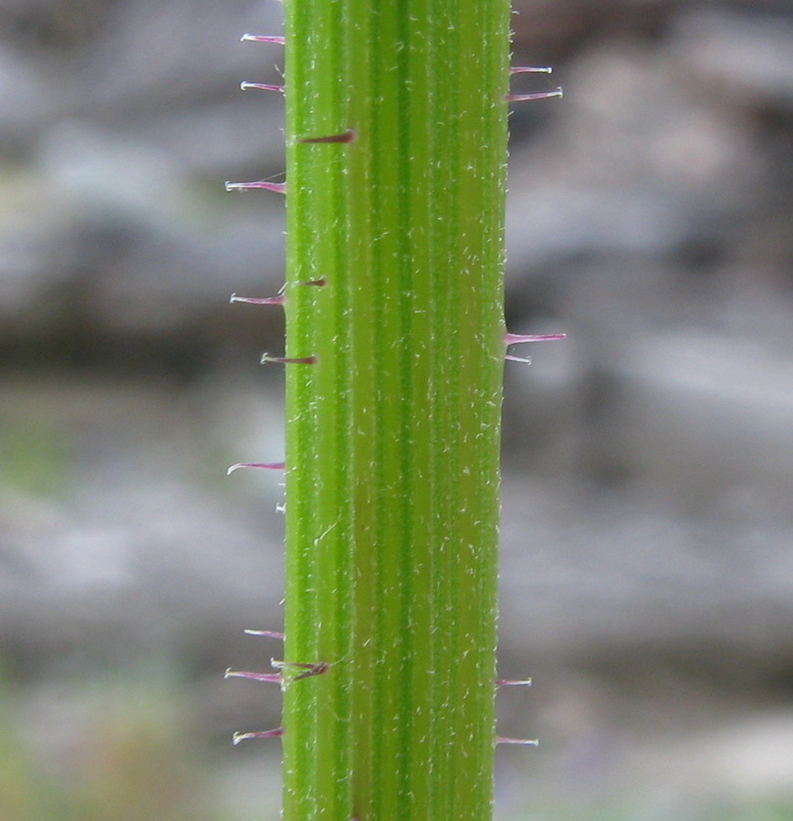 Image of Picris davurica specimen.