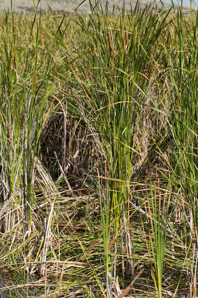 Изображение особи Typha angustifolia.