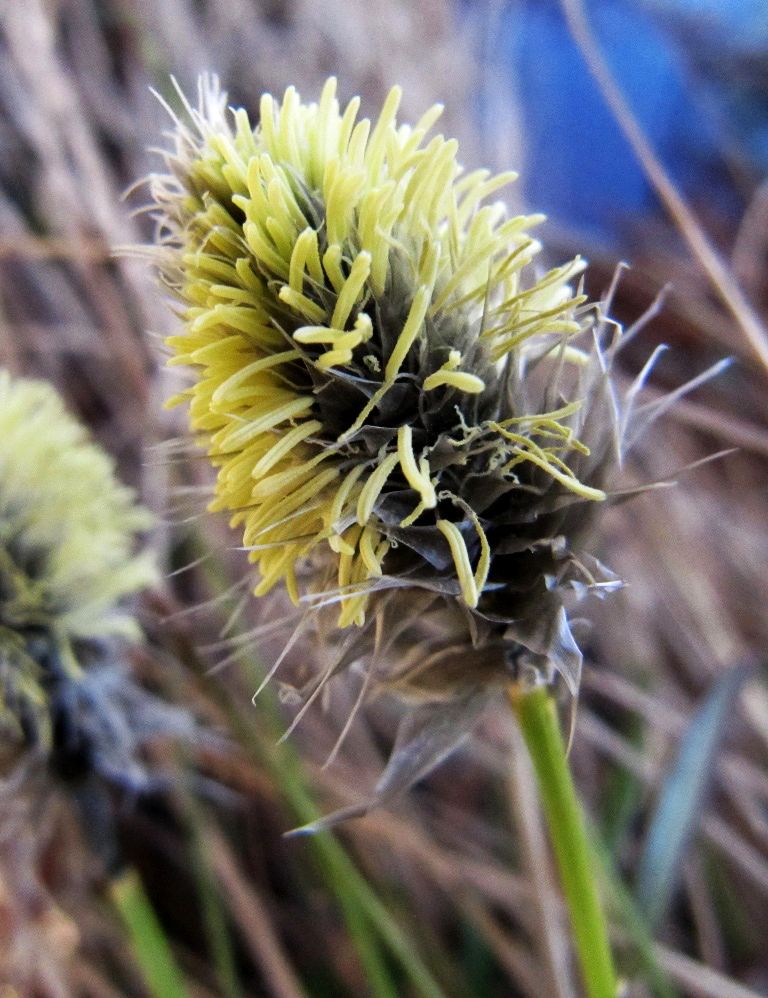 Изображение особи Eriophorum vaginatum.