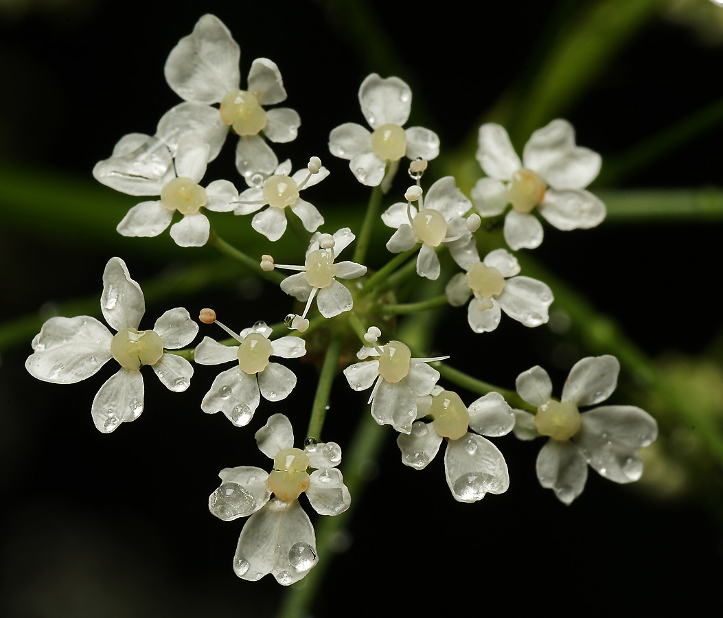 Image of Anthriscus sylvestris specimen.