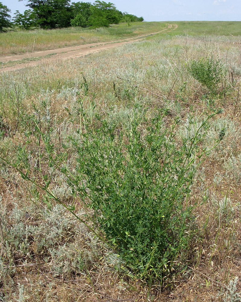 Image of Trigonella procumbens specimen.