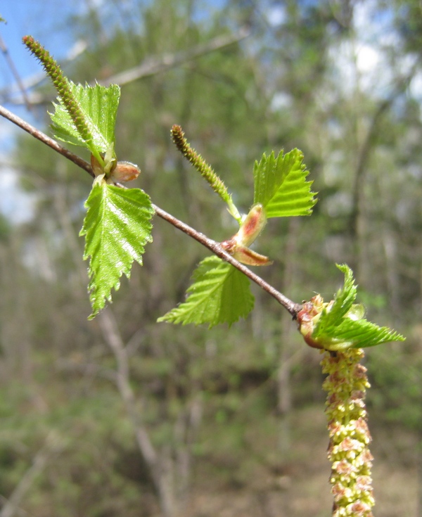 Image of Betula pendula specimen.