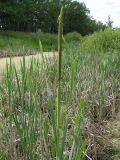 Typha × glauca. Верхушка побега с соцветием и листья. Саратовская обл., окр. г. Энгельс, заболоченный берег старичного озера. 10 июня 2011 г.