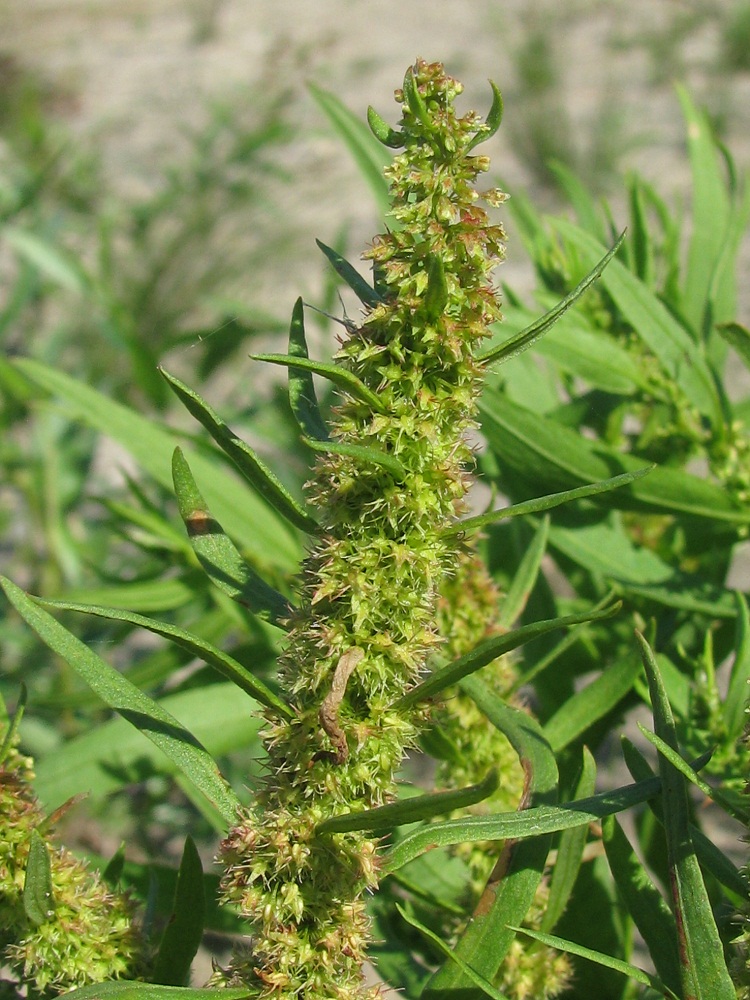 Image of Rumex maritimus specimen.